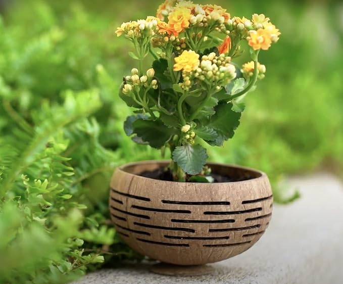 Rainforest Bowls Horizons Coconut Planter w/ Drainage Hole- Perfect for Succulents, Flowers, Small Plants, Indoor & Outdoor Gardens- Handcarved by Artisans, Eco-Friendly & Sustainable