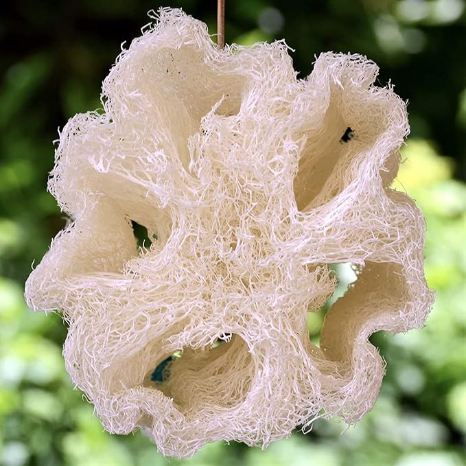 Whole Egyptian Jumbo Loofah 24"" - 28"" 100% Natural Organic Loofah Exfoliating Scrubber for Shower, Natural Loofah Sponge Body Scrubber, for Men and Women, Cream White