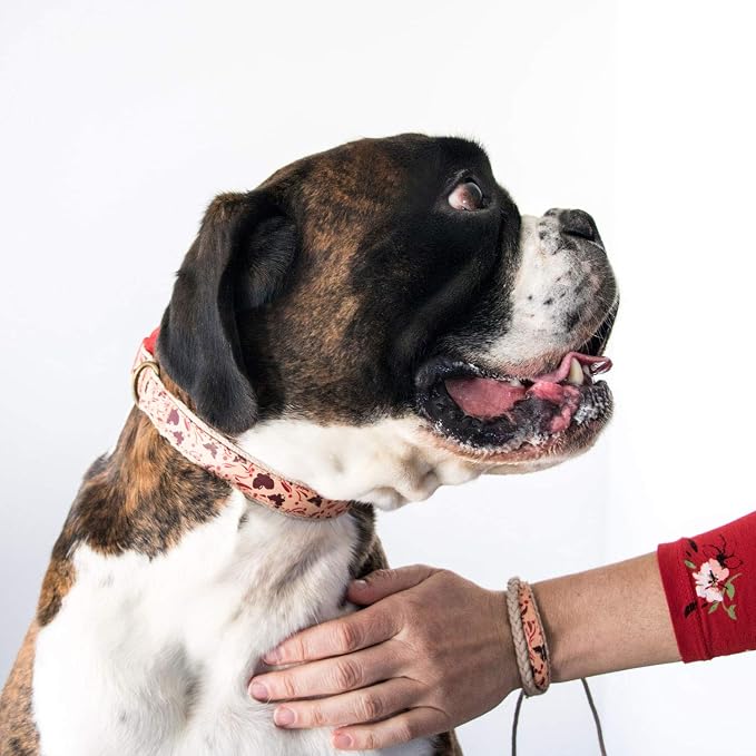Pettsie Matching Dog Collar and Owner Friendship Bracelet Set | Adjustable for Small & Medium Dogs, Durable & Soft Hemp, Strong D-Ring, Stylish Box, Red