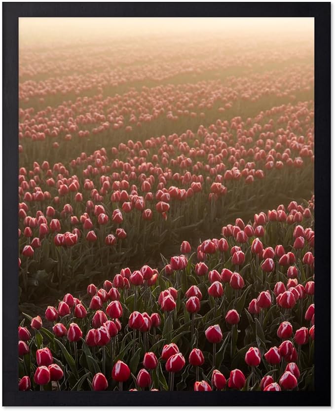 Monem Art Golden Tulip Field Sunset Photography Print - Romantic Spring Landscape Art Poster - Wall Decor for Living Room, Bedroom or Office - 24x32 Unframed Wall Art by Mareike Bohmer