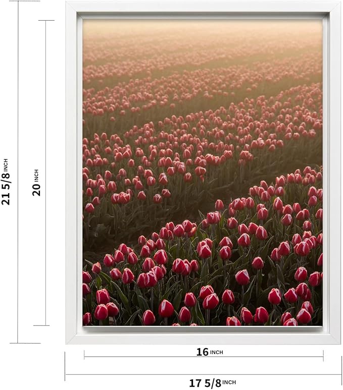 Monem Art Golden Tulip Field Sunset Photography Print - Romantic Spring Landscape Art Poster - Wall Decor for Living Room, Bedroom or Office - 16x20 White Framed CANVAS Wall Art by Mareike Bohmer