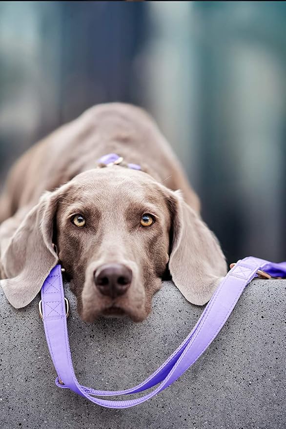 Soft Leather Dog Collar and Leash (6.6') Set - Stylish Rose Gold Heavy Duty Metal Buckle, 4 Adjustable Lengths Leash for Small Medium Large Dogs - Comfortable & Easy to Clean (L, Light Purple)
