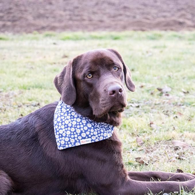 Pettsie Hemp Dog Bandana Collar & Matching Owner Friendship Bracelet | Adjustable, Durable Hemp, Soft & Comfortable, Secure D-Ring, Matching Friendship Bracelet, Blue