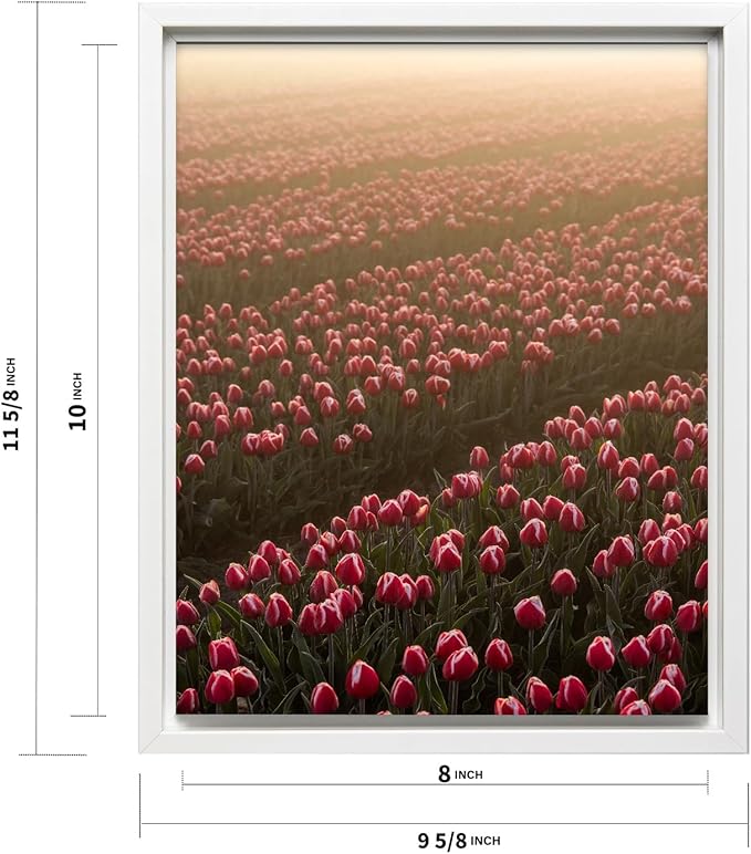 Monem Art Golden Tulip Field Sunset Photography Print - Romantic Spring Landscape Art Poster - Wall Decor for Living Room, Bedroom or Office - 8x10 White Framed CANVAS Wall Art by Mareike Bohmer