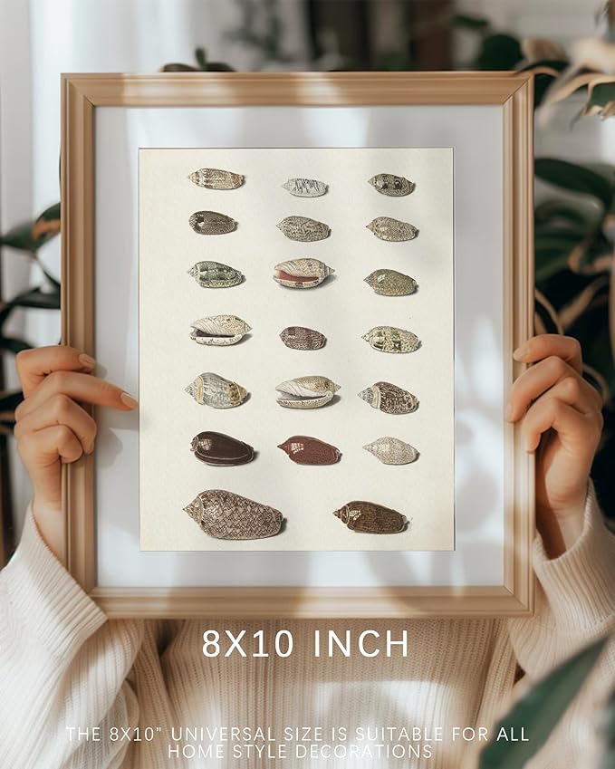 Retro Seashells Wall Art Cute Summer Art Print Vintage Larousse Illustration, Sea Life Wall Decor, Housewarming Gift, Sea Star, Shell Poster Trendy Beach House Decor, Coastal Wall Art(UNFRAMED 8x10in)