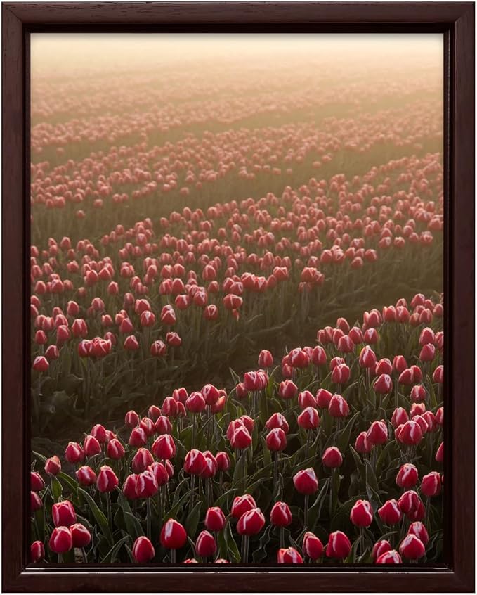Monem Art Golden Tulip Field Sunset Photography Print - Romantic Spring Landscape Art Poster - Wall Decor for Living Room, Bedroom or Office - 24x32 Brown Framed CANVAS Wall Art by Mareike Bohmer