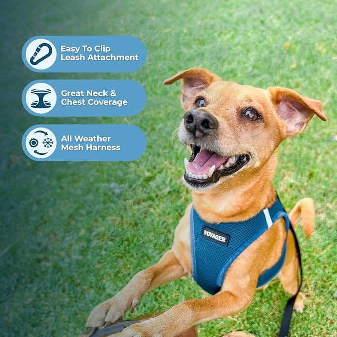Best Pet Supplies Voyager Step-in Air All Weather Mesh Harness and Reflective Dog 5ft Leash Combo with Neoprene Handle, for Small, Medium and Large Breed Puppies - Turquoise, XXX-Small