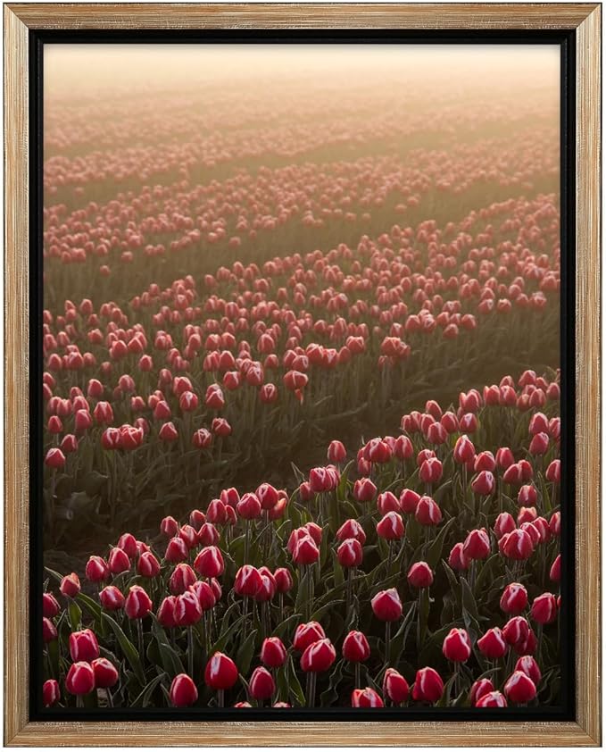 Monem Art Golden Tulip Field Sunset Photography Print - Romantic Spring Landscape Art Poster - Wall Decor for Living Room, Bedroom or Office - 18x24 Silver Framed CANVAS Wall Art by Mareike Bohmer