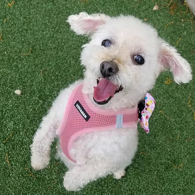 Best Pet Supplies Voyager Step-in Air All Weather Mesh Harness and Reflective Dog 5ft Leash Combo with Neoprene Handle, for Small, Medium and Large Breed Puppies - Pink, X-Small