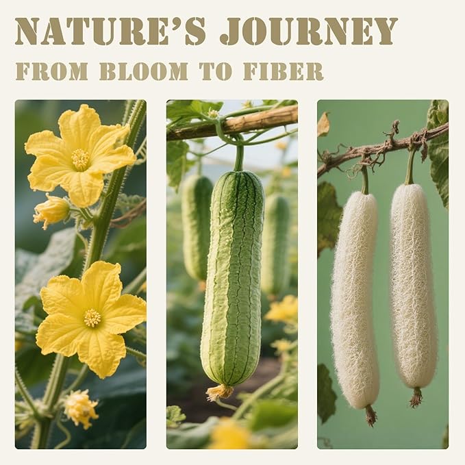 Natural Loofah Sponge for Women & Men, Made with Eco-Friendly Egyptian Luffa, Plastic-Free Bath Sponge for Exfoliating Dead Skin, Lightly Abrasive Natural Loofah Body Scrubber for Shower