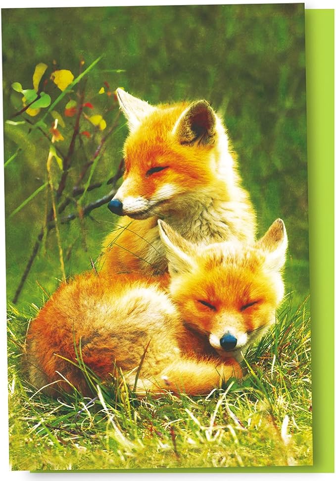 Tree-Free Greetings EcoNotes 12 Count Foxes Relaxing All Occasion Notecard Set with Envelopes, 4 x 6 Inches (FS56123)
