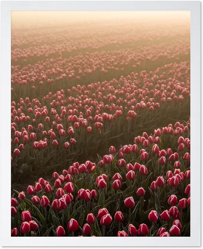 Monem Art Golden Tulip Field Sunset Photography Print - Romantic Spring Landscape Art Poster - Wall Decor for Living Room, Bedroom or Office - 8x10 White Framed Wall Art by Mareike Bohmer