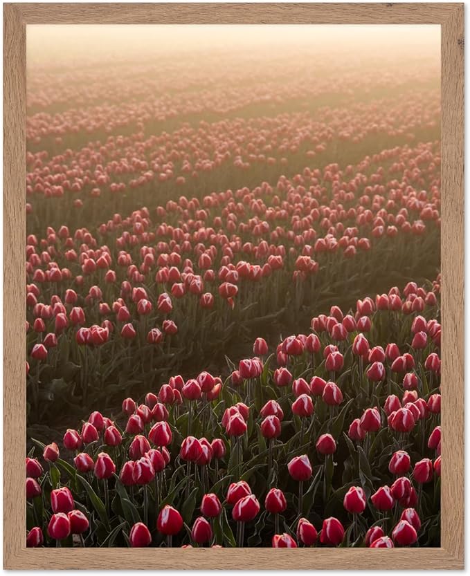 Monem Art Golden Tulip Field Sunset Photography Print - Romantic Spring Landscape Art Poster - Wall Decor for Living Room, Bedroom or Office - 8x10 Beige Framed Wall Art by Mareike Bohmer
