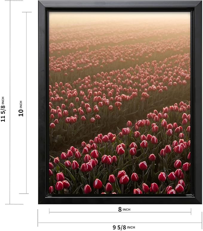 Monem Art Golden Tulip Field Sunset Photography Print - Romantic Spring Landscape Art Poster - Wall Decor for Living Room, Bedroom or Office - 8x10 Black Framed CANVAS Wall Art by Mareike Bohmer