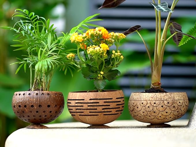 Rainforest Bowls Horizons Coconut Planter w/ Drainage Hole- Perfect for Succulents, Flowers, Small Plants, Indoor & Outdoor Gardens- Handcarved by Artisans, Eco-Friendly & Sustainable