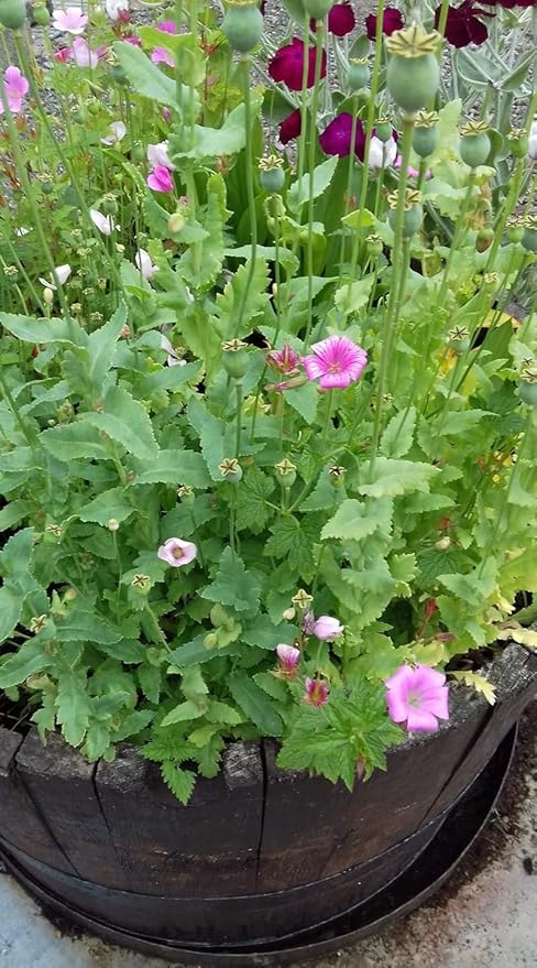 Of The Earth Handmade Paper - Wildflower Seed Paper House Shaped Cards - w/Seeds & Petals - 5" x 7" - Set of 8 - Guides & Envelopes Included (48s Pink & Blue)
