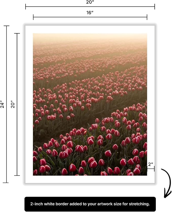 Monem Art Golden Tulip Field Sunset Photography Print - Romantic Spring Landscape Art Poster - Wall Decor for Living Room, Bedroom or Office - 16x20 ROLLED CANVAS Wall Art by Mareike Bohmer