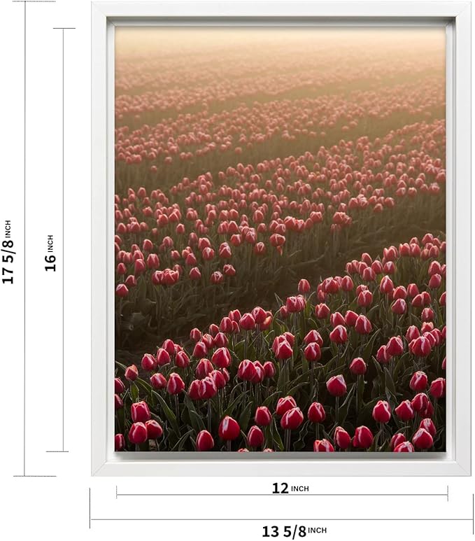 Monem Art Golden Tulip Field Sunset Photography Print - Romantic Spring Landscape Art Poster - Wall Decor for Living Room, Bedroom or Office - 12x16 White Framed CANVAS Wall Art by Mareike Bohmer