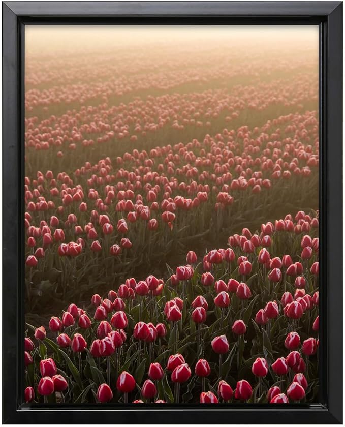 Monem Art Golden Tulip Field Sunset Photography Print - Romantic Spring Landscape Art Poster - Wall Decor for Living Room, Bedroom or Office - 18x24 Black Framed CANVAS Wall Art by Mareike Bohmer
