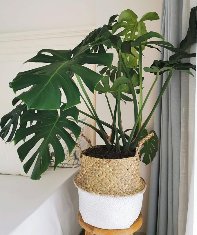 Seagrass Plant Basket with Handles, Natural Woven Storage Wicker Baskets (White S(7“ D x 8" H))