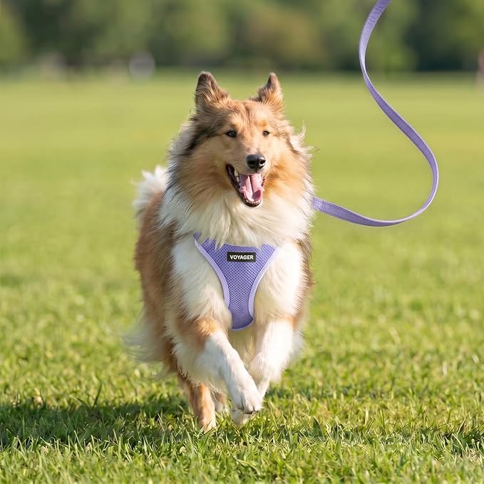 Best Pet Supplies Voyager Step-in Air All Weather Mesh Harness and Reflective Dog 5ft Leash Combo with Neoprene Handle, for Small, Medium and Large Breed Puppies - Lavender, L