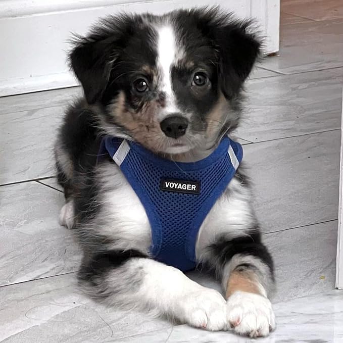 Best Pet Supplies Voyager Step-in Air All Weather Mesh Harness and Reflective Dog 5ft Leash Combo with Neoprene Handle, for Small, Medium and Large Breed Puppies - Royal Blue, XXX-Small