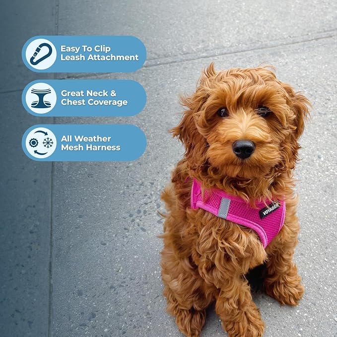 Best Pet Supplies Voyager Step-in Air All Weather Mesh Harness and Reflective Dog 5ft Leash Combo with Neoprene Handle, for Small, Medium and Large Breed Puppies - Set (Fuchsia), XXX-Small