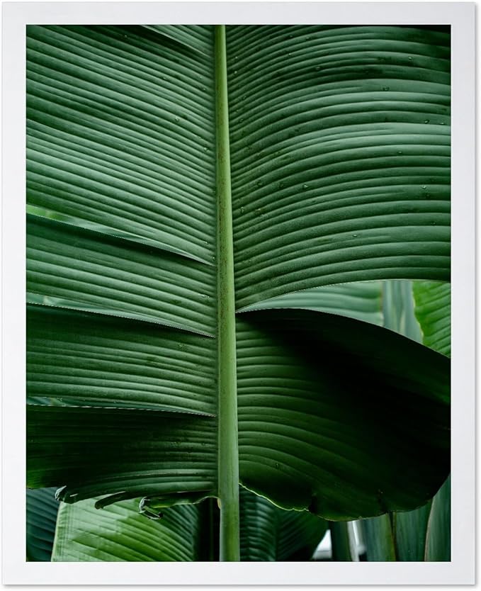 Monem Art Tropical Banana Leaf Photography Print - Minimalist Botanical Nature Poster - Wall Decor for Living Room, Bedroom or Office - 8x10 White Framed Wall Art by Mareike Bohmer