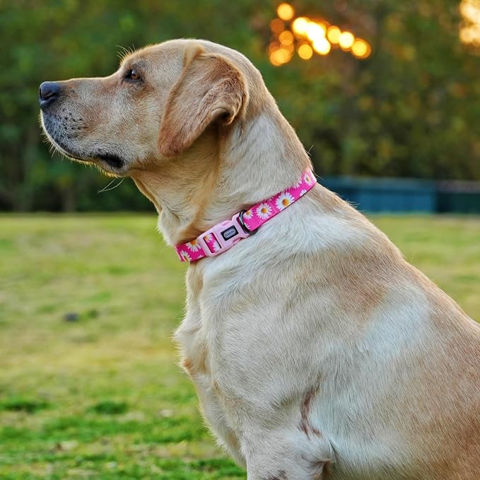 Dog Collar and Leash Set, Cute Pink Daisy Pattern, Polyester Material, 5ft Leash, for Large Dogs.(L, Daisy Set)