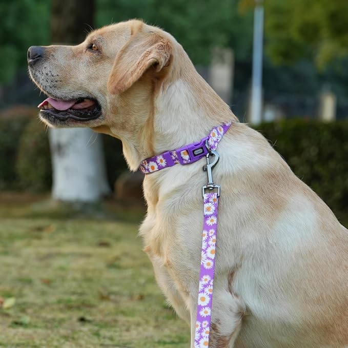 Dog Collar and Leash Set, Cute Daisy Pattern, Polyester Material, 5ft Leash, for Puppy Dogs.(Extra Small,Purple Daisy)