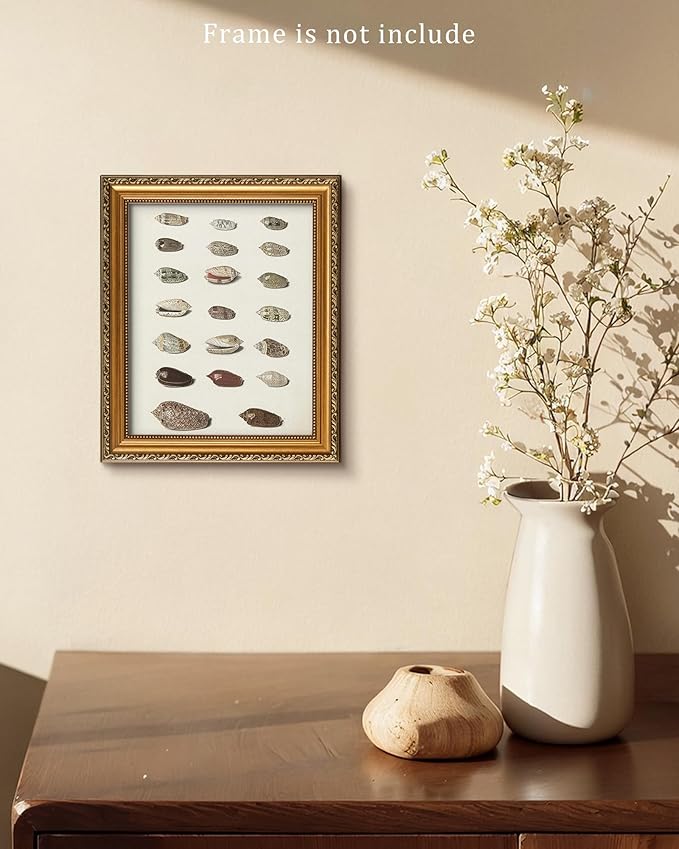 Retro Seashells Wall Art Cute Summer Art Print Vintage Larousse Illustration, Sea Life Wall Decor, Housewarming Gift, Sea Star, Shell Poster Trendy Beach House Decor, Coastal Wall Art(UNFRAMED 8x10in)