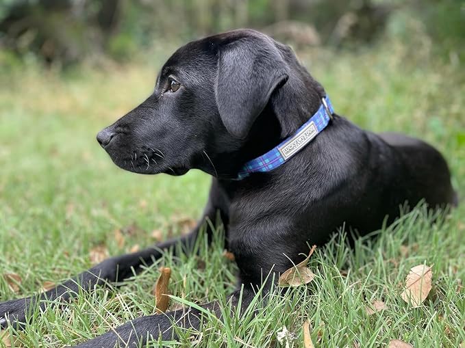 Lucky Love Dog - Adjustable Dog Collar and Leash Set with Easy Click Buckle for Small Dogs, Durable, & Comfortable Collar for Male & Female Dogs, Puppies & Adult Ones - Scotty Combo, XS