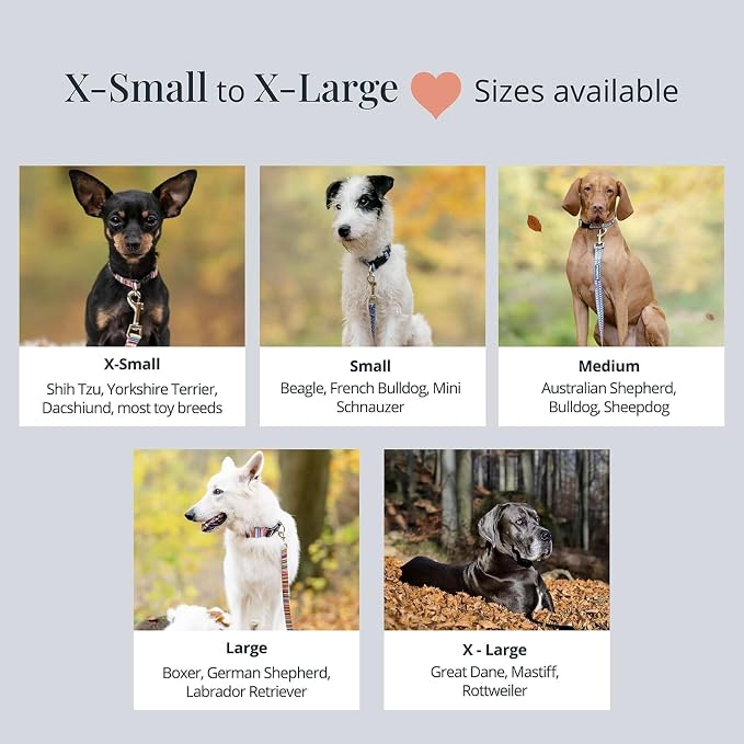 Lucky Love Dog - Easy Click Noel Dog Collar with Leash Set Combo, Durable & Comfortable for Male & Female Dogs, Pet Collar for Small Dogs, Secure Fit - Noel Combo, Small