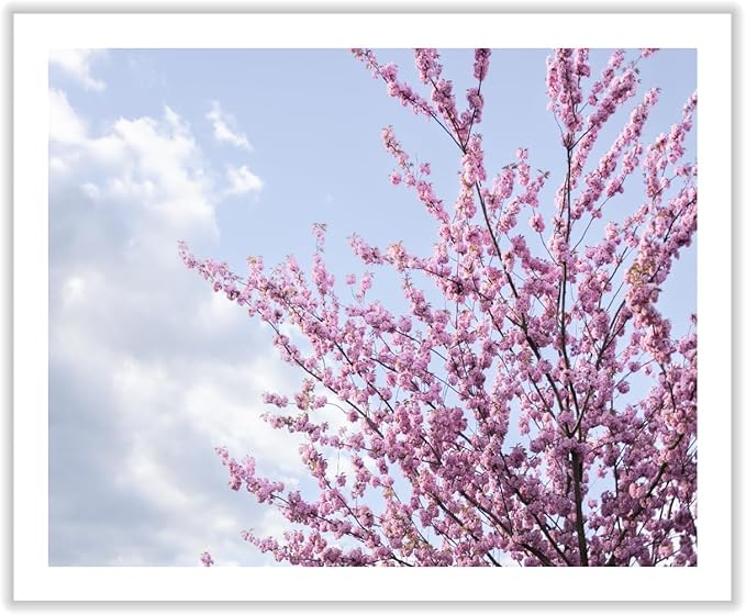 Monem Art Cherry Blossom Spring Sky Photography Print - Floral Nature Art Poster - Wall Decor for Living Room, Bedroom or Office - 30x40 ROLLED CANVAS Wall Art by Mareike Bohmer