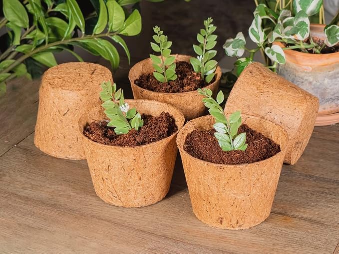 Envelor Coco Coir Plant Pots Seed Starter Tray Biodegradable Seed Starter Pots Coco Peat Pots Seedling Cups Small Plant Pots Germination Nursery Planting Tray Plant Starter Pots, 6 Inches 5 Pack