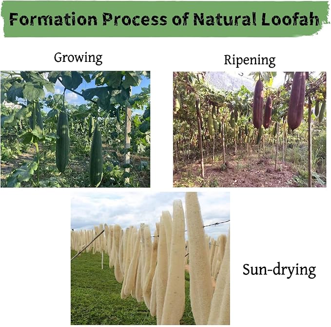 4PCK(12''-14'') Natural Organic Loofah Sponges - Large Exfoliating Shower Bath Luffa for SPA Beauty and Radiant Skin
