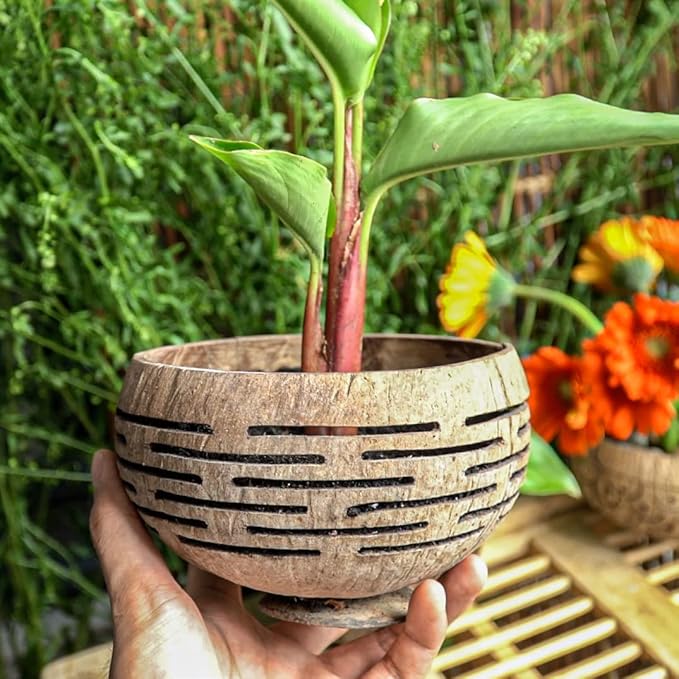 Rainforest Bowls Horizons Coconut Planter w/ Drainage Hole- Perfect for Succulents, Flowers, Small Plants, Indoor & Outdoor Gardens- Handcarved by Artisans, Eco-Friendly & Sustainable