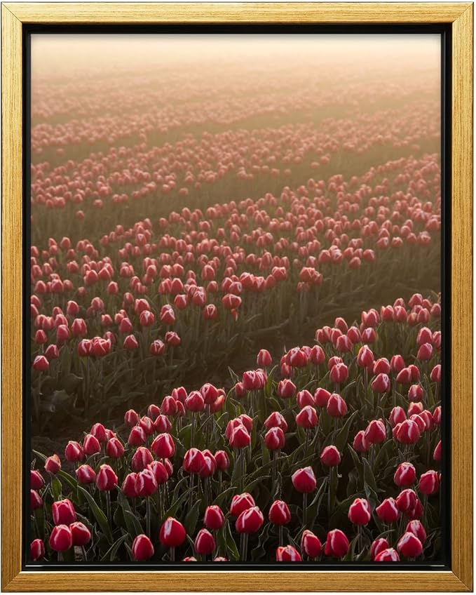 Monem Art Golden Tulip Field Sunset Photography Print - Romantic Spring Landscape Art Poster - Wall Decor for Living Room, Bedroom or Office - 16x20 Gold Framed CANVAS Wall Art by Mareike Bohmer