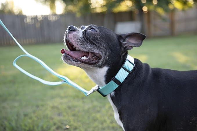 Country Brook Petz - Everyday Nylon Dog Collar and Leash - 10+ Cool Colors (1 Inch, Extra Large, Light Cyan)