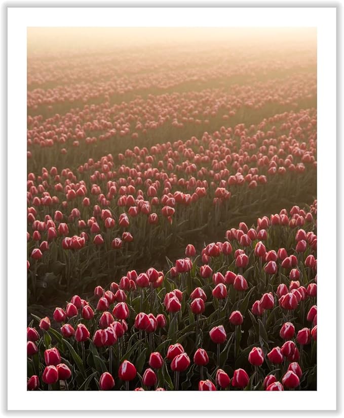 Monem Art Golden Tulip Field Sunset Photography Print - Romantic Spring Landscape Art Poster - Wall Decor for Living Room, Bedroom or Office - 24x32 ROLLED CANVAS Wall Art by Mareike Bohmer