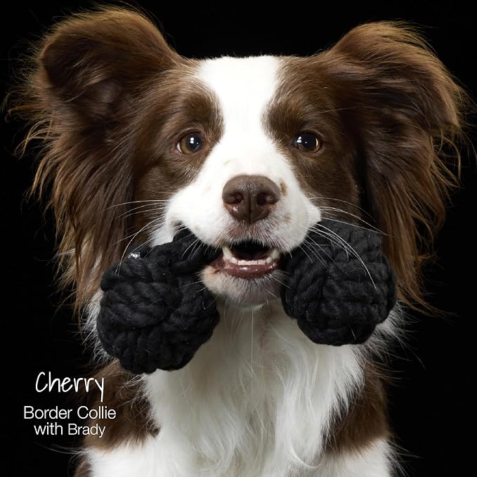 Pet Passion Brady The Rope Tug Toy 3-Pack Organic Cotton Dog Rope Pull Toys for All Pet Breeds, Navy Ombre, One Size