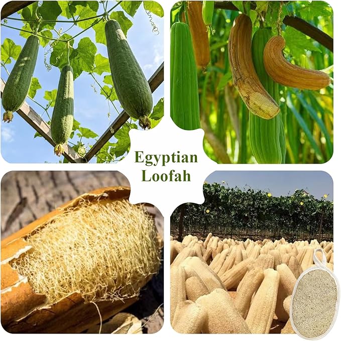 Premium Egyptian Natural Loofah Sponge 100% Plant-Based Exfoliating Body Scrubber Dye-Free Biodegradable Shower Pouf Deep Cleansing for Body Back and Face, Women & Men (2 Pack)