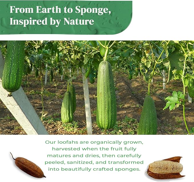 Natural Loofah Kitchen Sponge (XL - 10 Pack) - Natural Sponges for Dishes - Eco Friendly and Compostable Sponges - Biodegradable Plant Based Kitchen Dish Sponge - Plastic Free Dish Scrubber