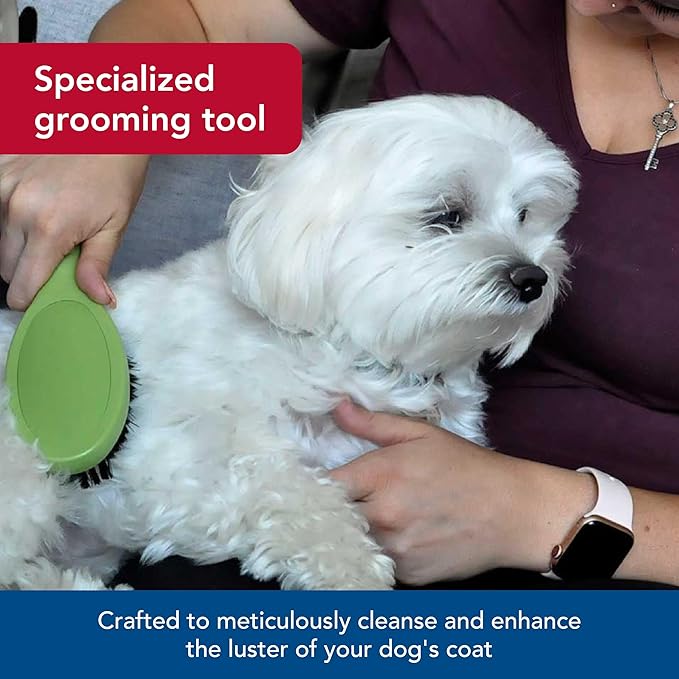 Coastal Safari Bristle Dog Brush - Gentle Grooming Brush for All Coat Types - Removes Dog Hair & Offers Natural Oil Distribution - Small