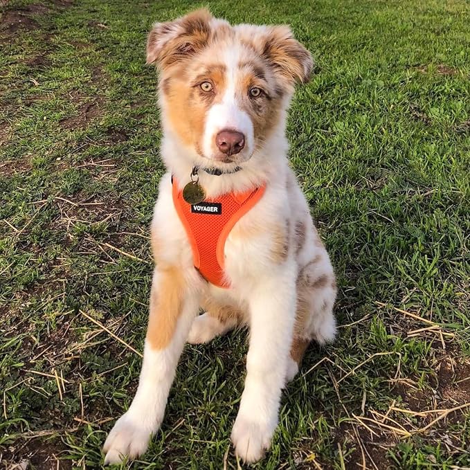 Best Pet Supplies Voyager Step-in Air All Weather Mesh Harness and Reflective Dog 5ft Leash Combo with Neoprene Handle, for Small, Medium and Large Breed Puppies - Orange, Large