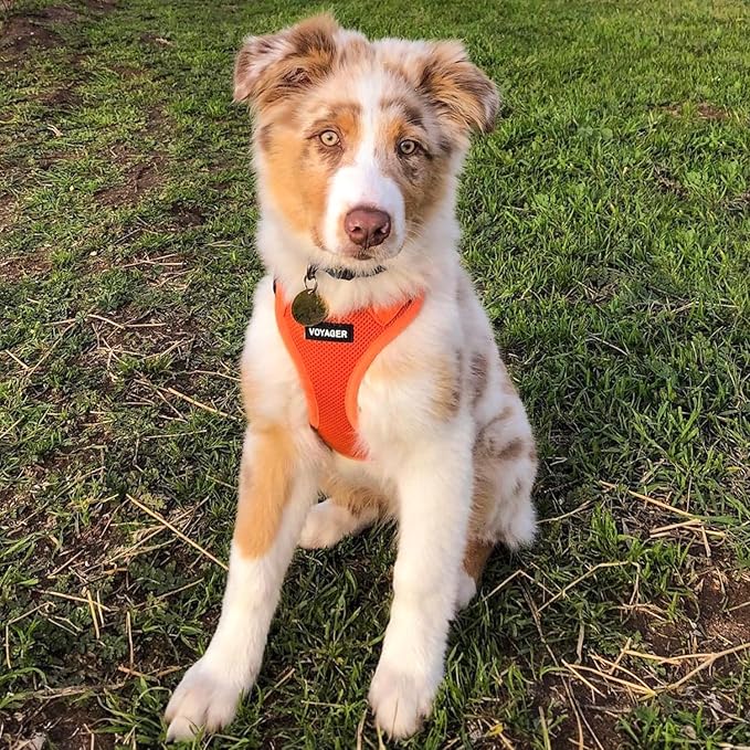 Best Pet Supplies Voyager Step-in Air All Weather Mesh Harness and Reflective Dog 5ft Leash Combo with Neoprene Handle, for Small, Medium and Large Breed Puppies - Orange, X-Large