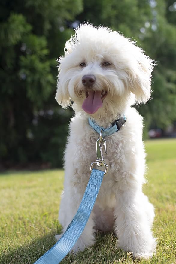 Country Brook Petz - Everyday Nylon Dog Collar and Leash - 10+ Cool Colors (3/8 Inch, 2XS, Ocean Blue)