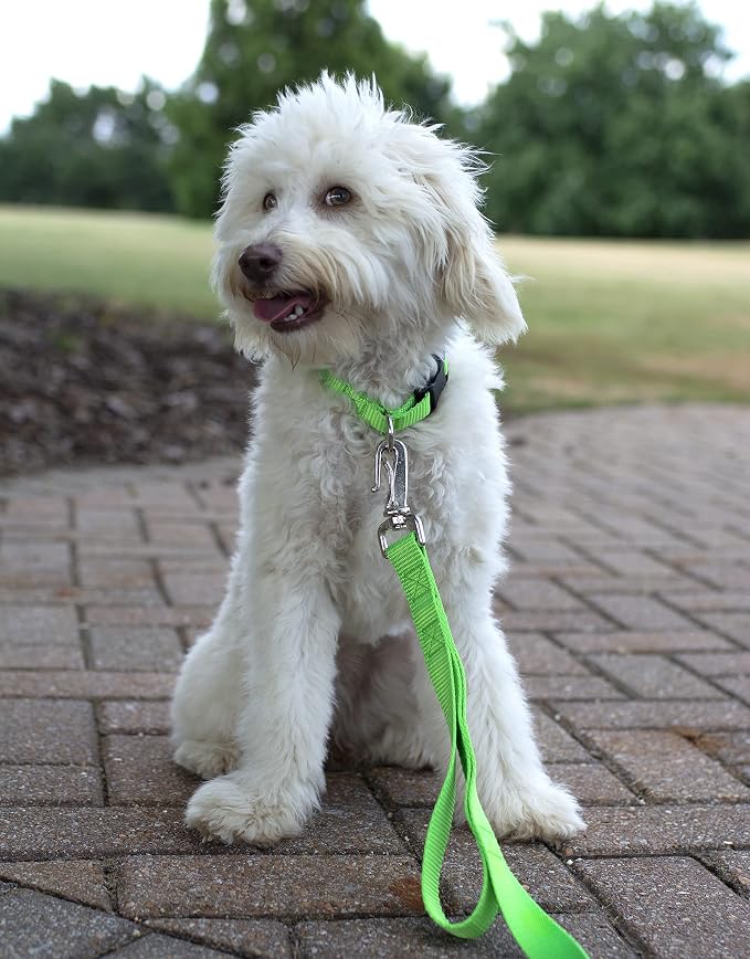 Country Brook Petz - Everyday Nylon Dog Collar and Leash - 10+ Cool Colors (3/8 Inch, 3XS, Hot Lime Green)