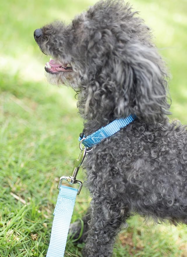 Country Brook Petz - Everyday Nylon Dog Collar and Leash - 10+ Cool Colors (3/8 Inch, Extra Small, Ice Blue)