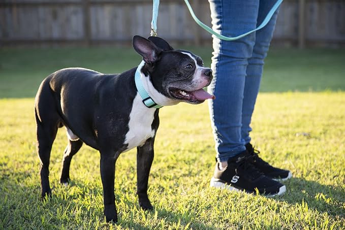Country Brook Petz - Everyday Nylon Dog Collar and Leash - 10+ Cool Colors (3/4 Inch, Small, Light Cyan)